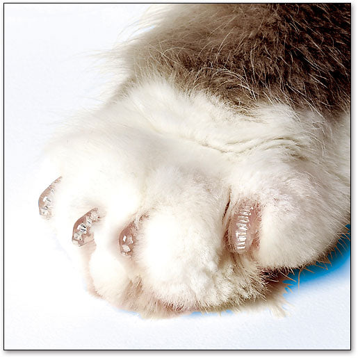 Soft Claws Nail Caps for Cats