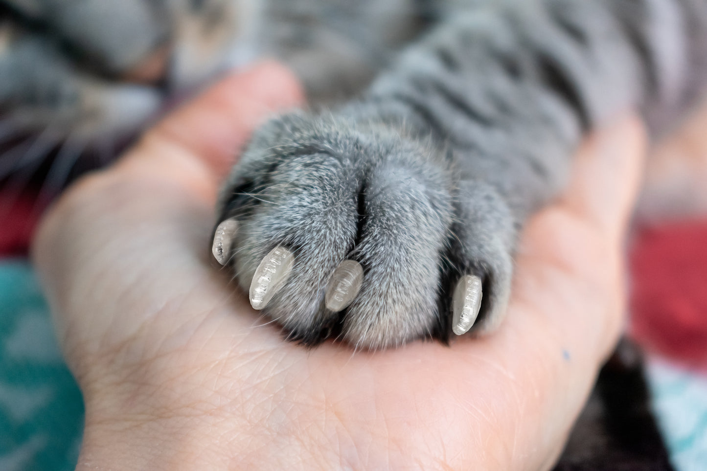 Soft Claws Nail Caps for Cats