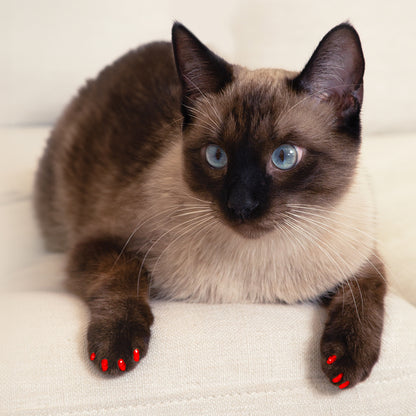 Soft Claws Nail Caps for Cats